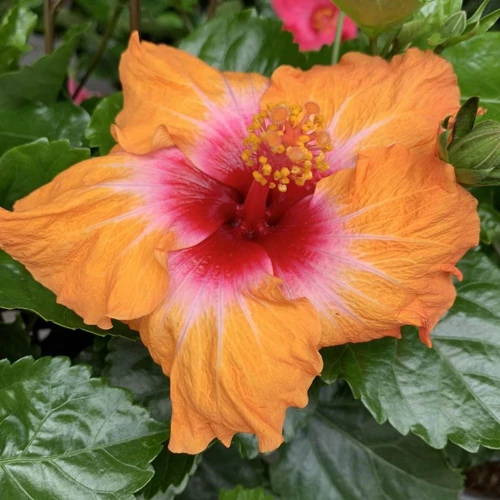 hibiszkusz_bokor_narancs_