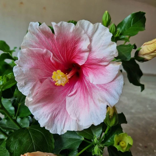 Hibiszkusz Moe