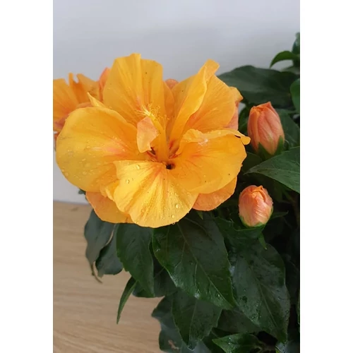 Hibiszkusz - Bari
