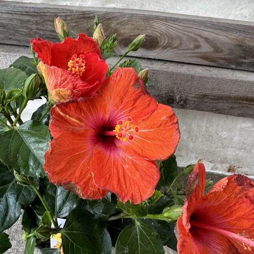 Hibiszkusz - Arion