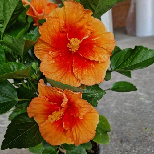 Hibiszkusz Moe