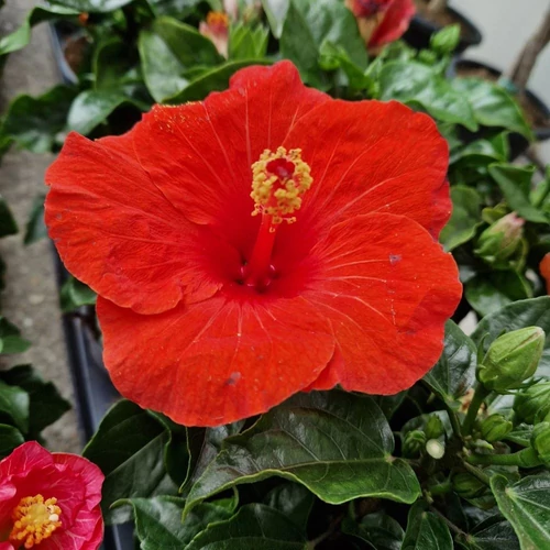 Hibiszkusz Diem Narancssárga