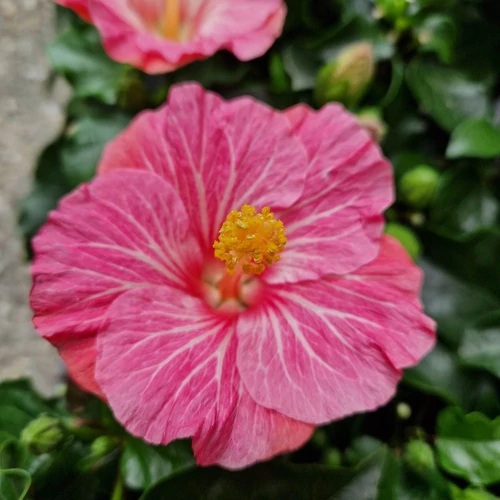 Hibiszkusz Diem rózsaszín virágú
