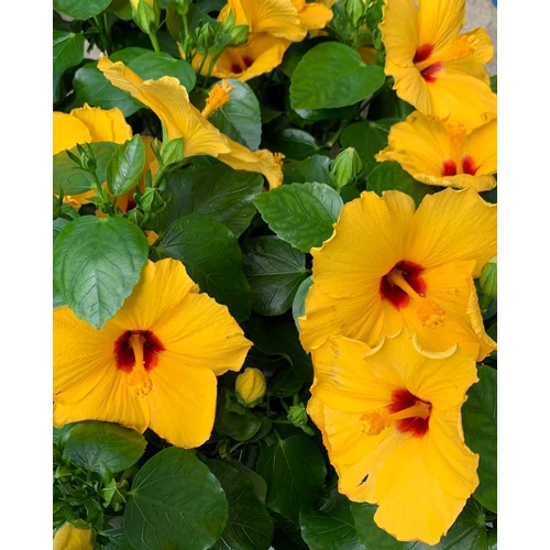 Hibiszkusz - Selena