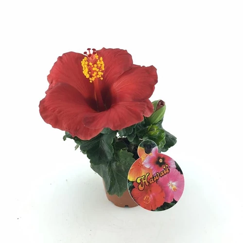 Hibiszkusz 'Mini'  Wela red