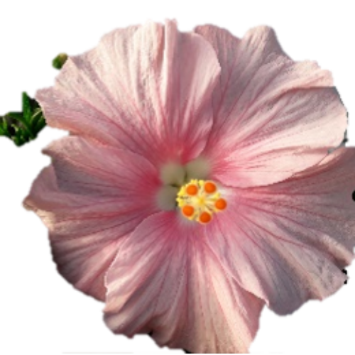 Hibiszkusz - Adonicus Double Pink - Longiflora