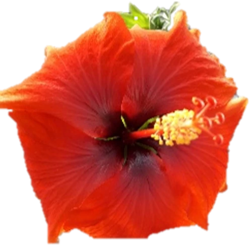 Hibiszkusz - Adonicus Double. Yellow - Longiflora