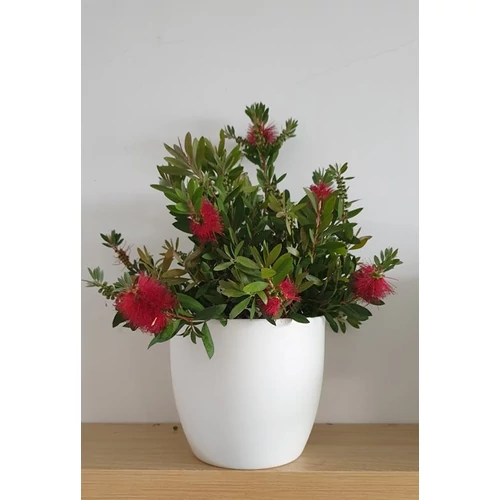Callistemon-Kefevirág