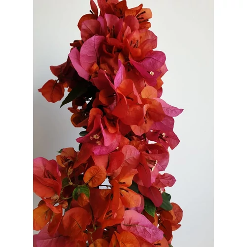 Bougainvillea-Murvafürt Narancsos lila