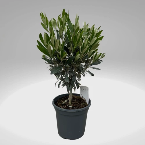 Olivafa-Olajfa 75cm 