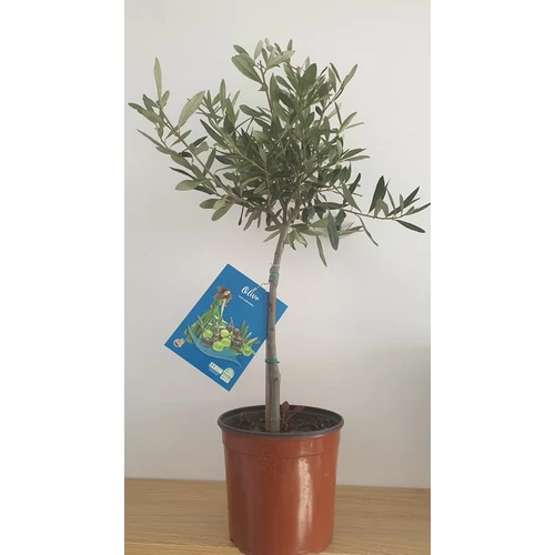 Olivafa-Olajfa 75cm 