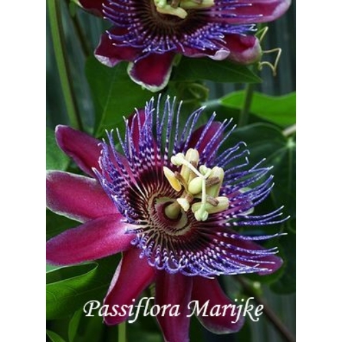 Passiflora Marijke