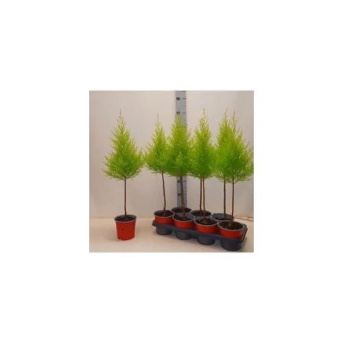Szoba ciprus 'Cupressus macrocarpa' két labdás