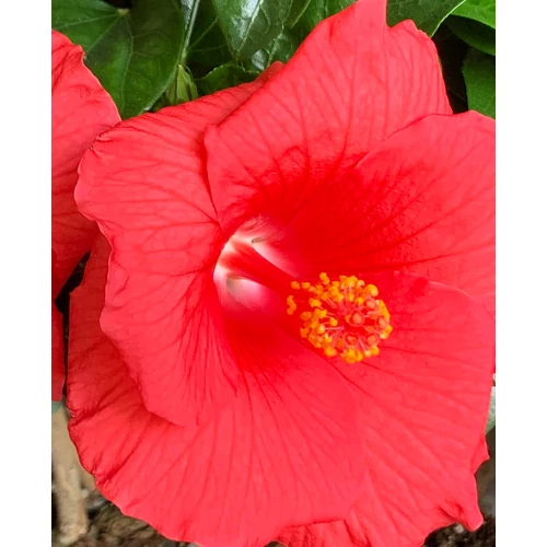 Hibiszkusz - cancun