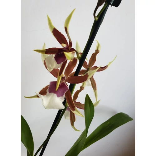 Cambria Orchidea