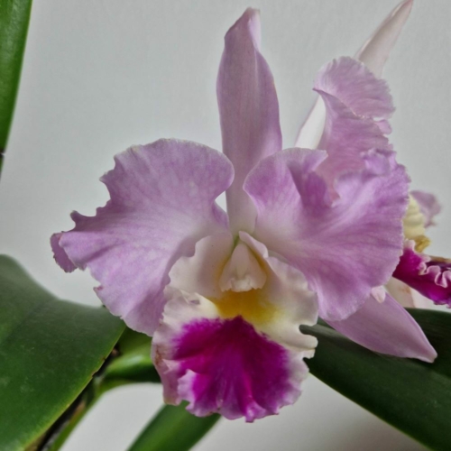 Cattleya orchidea