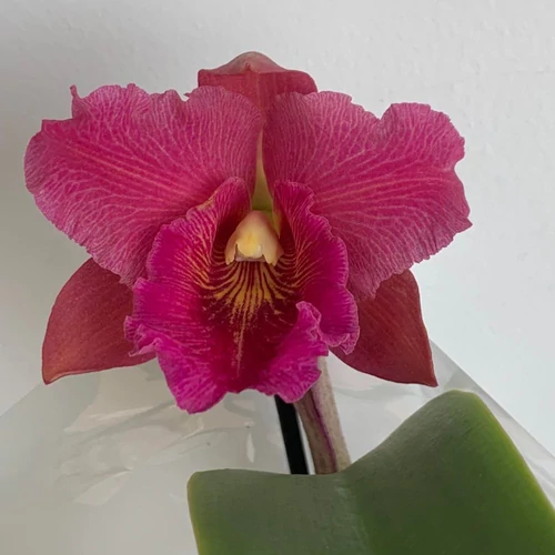 Cattleya orchidea