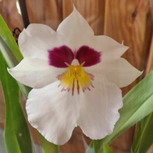 Árvácska orchidea (Miltonia )