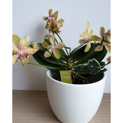 Mini Phalaenopsis