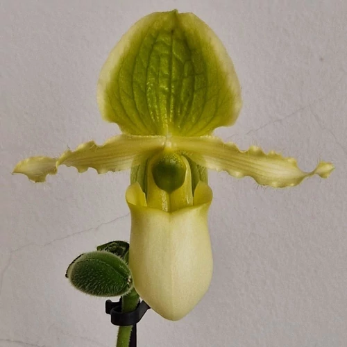 Vénuszpapucs orchidea