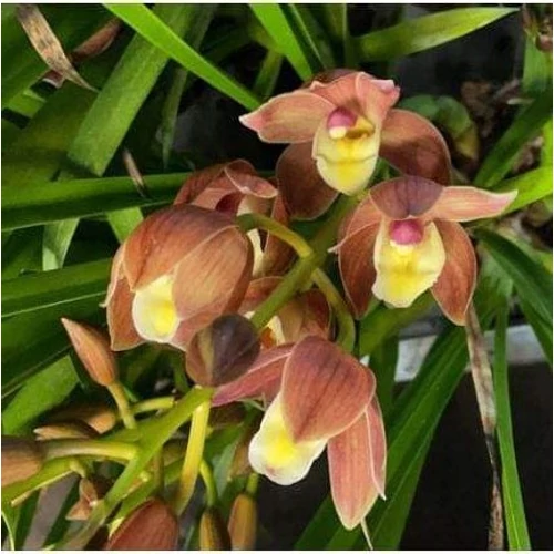 Cymbidium barna  színben