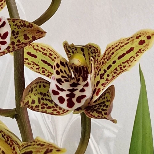cymbidium_barna_foltos_