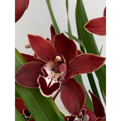 cymbidium_lady_flor_