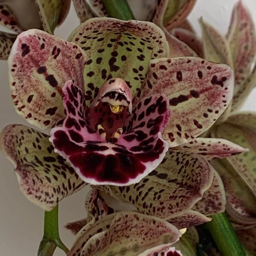 cymbidium_magic_vogel_