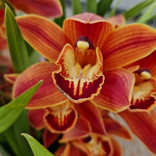 cymbidium_narancssarga_