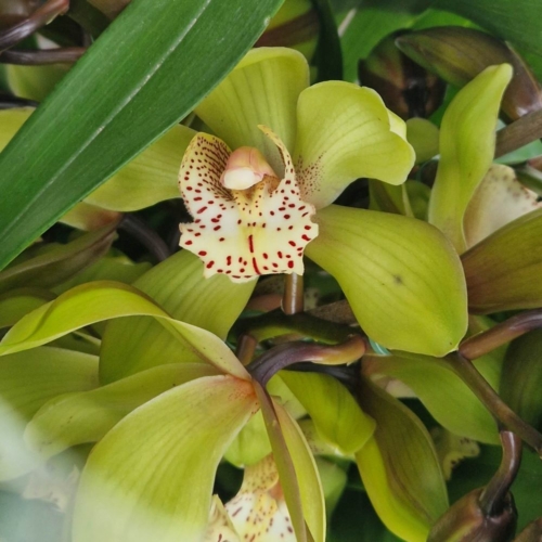 Cymbidium orchidea zöld virágú