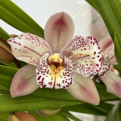 Cymbidium orchidea barna pöttyös virágú