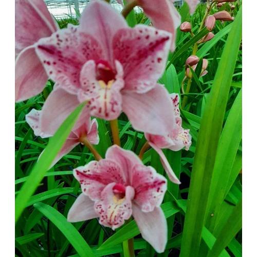 Cymbidium orchidea Rózsaszín