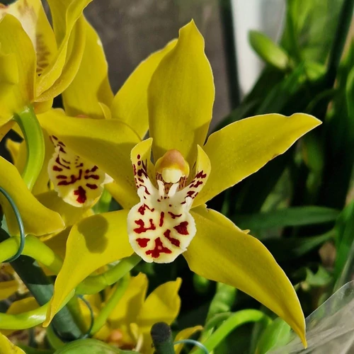 Cymbidium sárga színben 