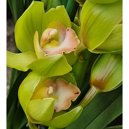 Cymbidium orchidea zöld virágú
