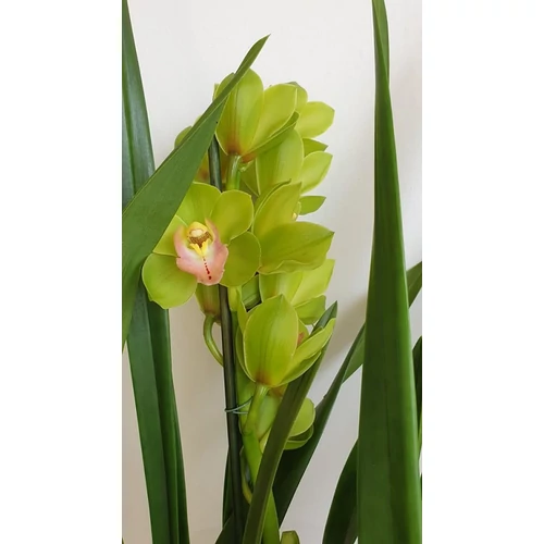 Cymbidium orchidea zöld-rózsaszín