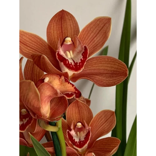 cymbidium_narancssarga_