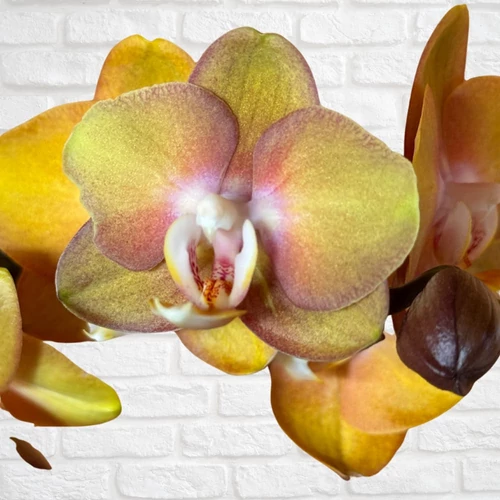 Phalaenopsis Lepkeorchidea - Las-vegas