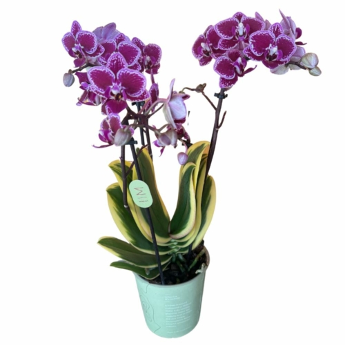 Phalaenopsis_Chia_E_Yenlin_Variegata_