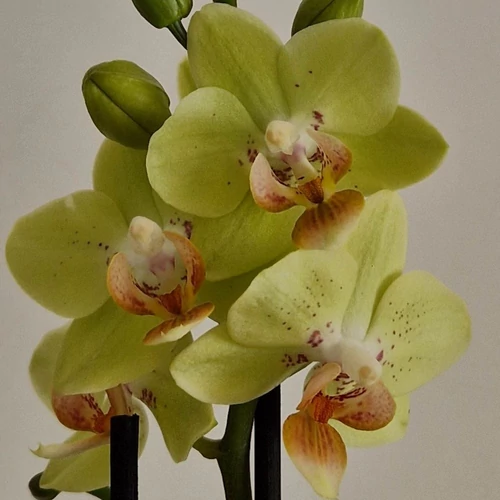 Mini Phalaenopsis Lepkeorchidea