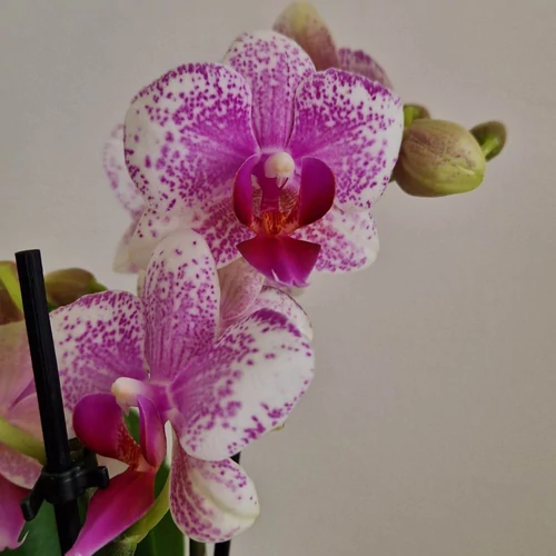 Mini Phalaenopsis Lepkeorchidea