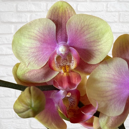 Phalaenopsis Belle Helen