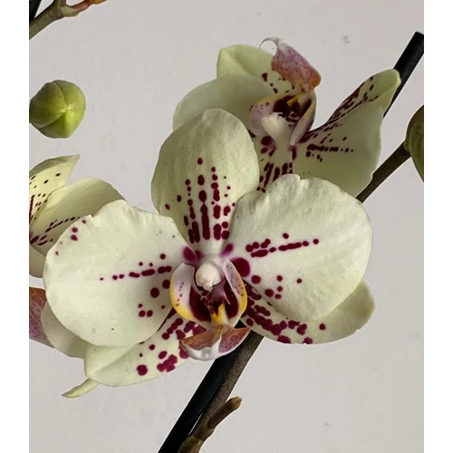 Phalaenopsis Lepkeorchidea