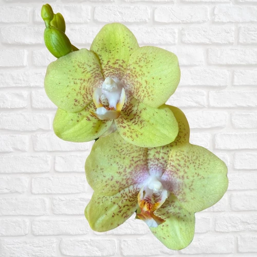Phalaenopsis Golden Treasure
