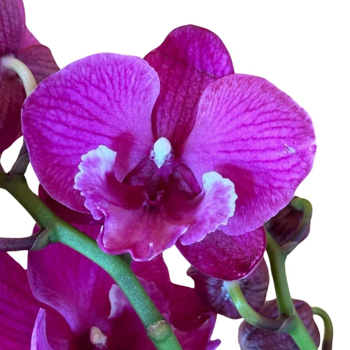 Phalaenopsis Lepkeorchidea