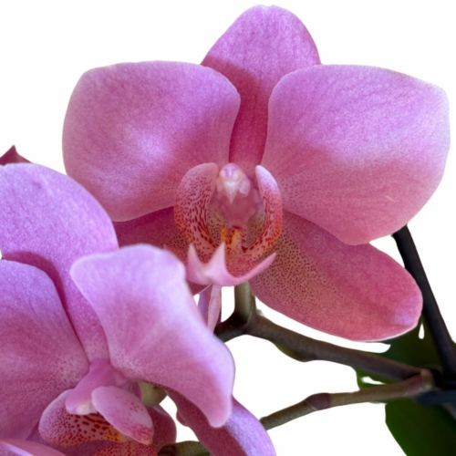 Phalaenopsis Lepkeorchidea