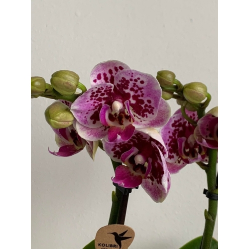 lila_foltos_phalae_orchidea_