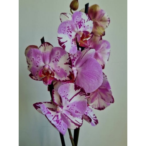 Phalaenopsis Lepkeorchidea