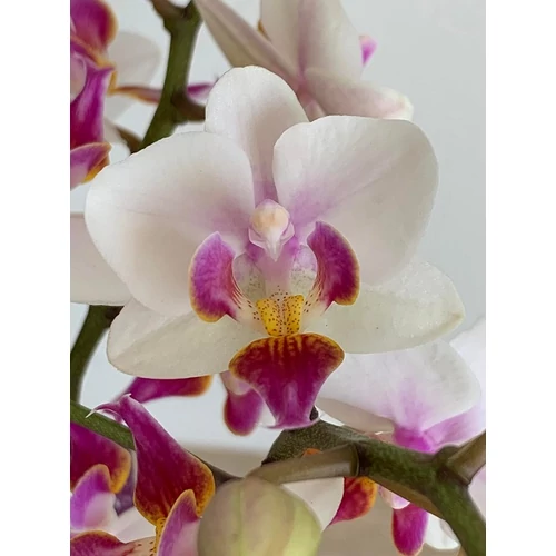 Mini Phalaenopsis Lepkeorchidea