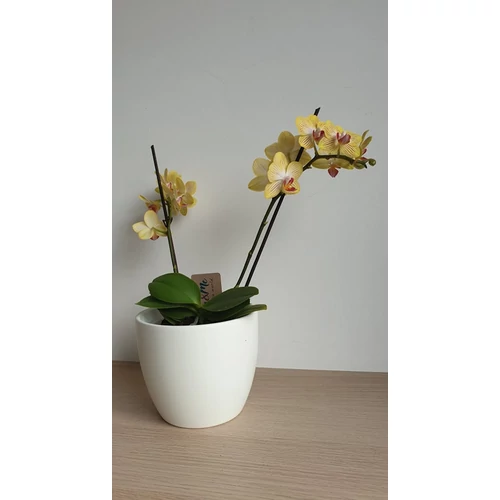 Mini Phalaenopsis Lepkeorchidea