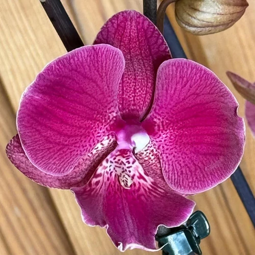 feher_lila_pottyos_phalaenopsis_